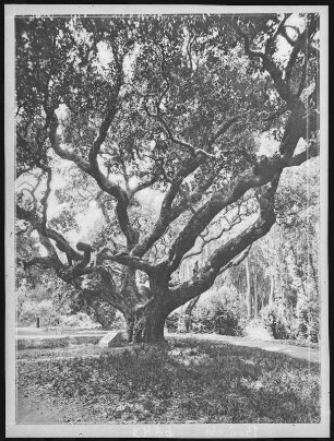 Kalifornien. Le Conte Oak, University of California