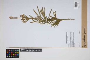 Lycopodium jussiaei Desv. ex Poir.