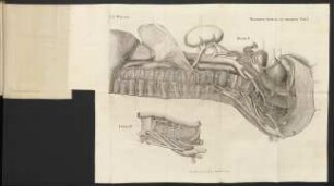 Nervorum Thoracis Ad Abdominis. Tab I.