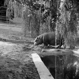 Kronberg (Taunus), Königsteiner Straße 35. Opel-Tierpark (1955 eröffnet). Freigehege mit Flußpferd