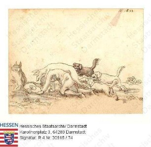 Jagd, Niddaer Sauhatz / Bild 74: Missgeschicke / hingefallener Treiber, ein Stück Rehwild schleppend, behindert von drei Meutehunden