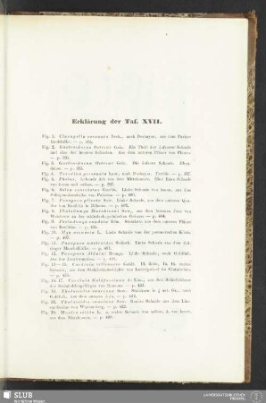 Erklärung der Taf. XVII