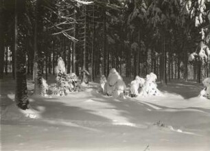 Osterzgebirge. Fichtenwald bei Oberbärenburg