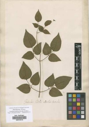 Jasminum