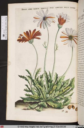 BELLIS AFRIC: FLORUM PEDICULIS PENE APHYLLIS FOLIIS INCISIS.