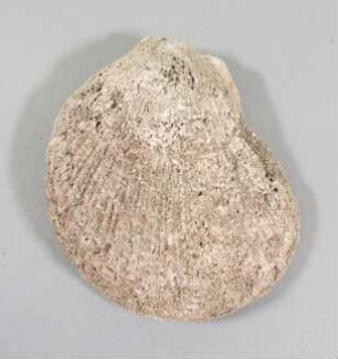 Muschelschale