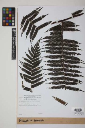 Alsophila erinacea (H.Karst.) D.S.Conant