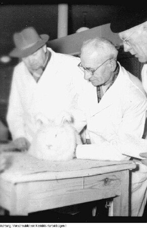 Kleintiersiegerschau, Januar 1954