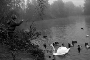 Neuhöfer Teich: vorn im Wasser Schwan und Wassergeflügel: links am Ufer Kind