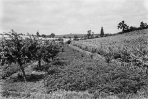 Plantage : Schmaler Streifen zwischen Orangenplantage und Weinstöcken