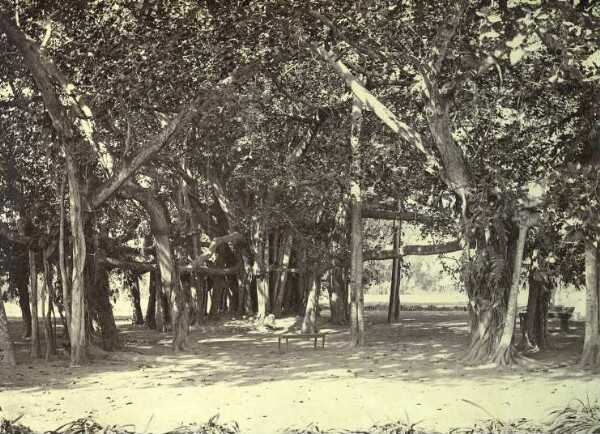 Group of trees