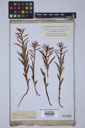 Lilium bulbiferum L.