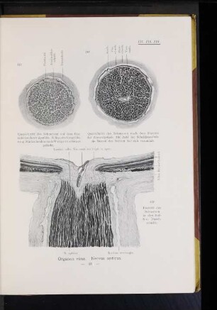 Organon visus. Nervus opticus.