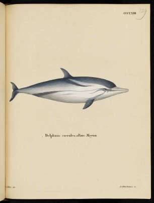 CCCLXIII Delphinus coeruleo-albus Meyen.