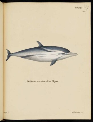CCCLXIII Delphinus coeruleo-albus Meyen.