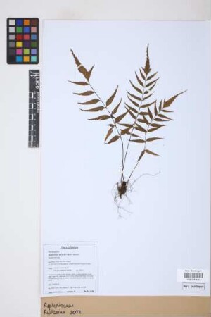 Asplenium serra Langsd. & Fisch.