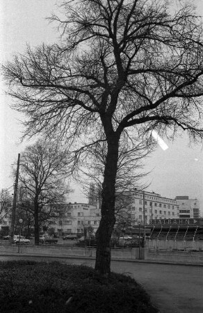Fällung von 55 abgestorbenen oder kranken Bäumen im Stadtgebiet von Karlsruhe