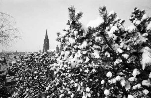 Freiburg: Blick vom Schlossberg auf verschneite Sträucher und Münster