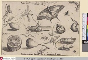 [Insekten, Pflanzen und Früchte mit Heuschrecke im Zentrum]
