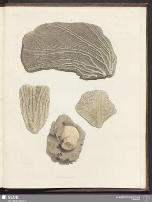 Pl. XVIII
