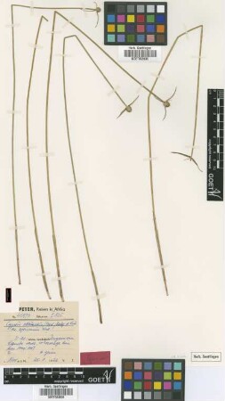 Cyperus obtusatus (Presl) Mattf. & Kük. var. africanus Kük.[type]