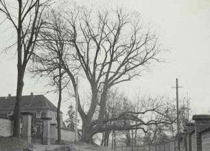 Wachau. Linde an der Straße zwischen Kirchhof und Schlosspark