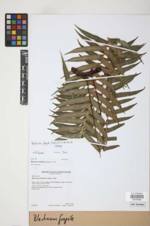 Blechnum fragile (Liebm.) C.V. Morton & Lellinger