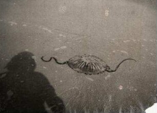 Ohne Titel (Qualle am Strand)