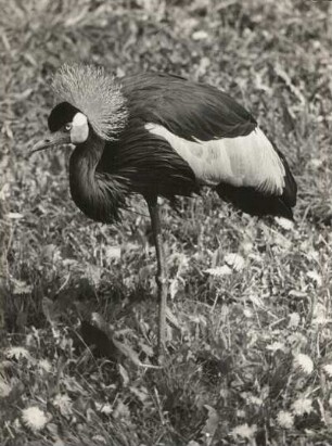 Dresden, Zoologischer Garten. Kronenkranich (Balearica pavonina)