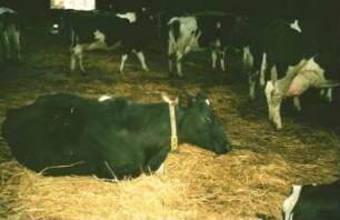 Fotografie: Tierproduktionsverfahren, Milchkuh, Tierverhalten, Transponder