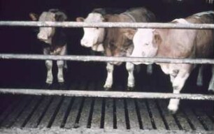 Fotografie: Stallsystem, Vollspaltenboden, Bullenmast