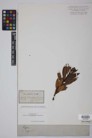 Acacia hindsii Benth.