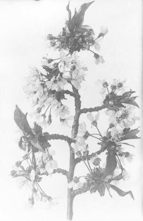 Zweig mit Kirschblüten : Geographie | Wirtschaftsgeographie | Obstpflanzen | Obst der nördlichen Zone (Äpfel, Birnen, Pflaumen, Kirschen, Erdbeeren und Beerensträucher, Weintrauben, Edelkastanien, Orangen, Citronen, Johannesbrotbaum, Feigenbaum, Opuntia ficus indica, Dattelpalme)