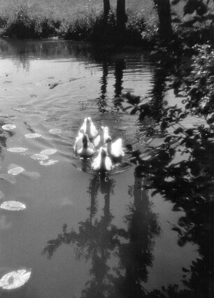 Gänse. Schwimmende Gänseschar