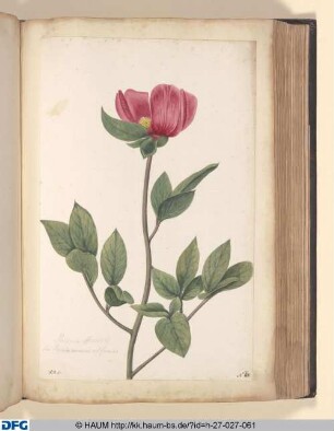 Paeonia officinalis. Sive Paeonia communis vel foemina.