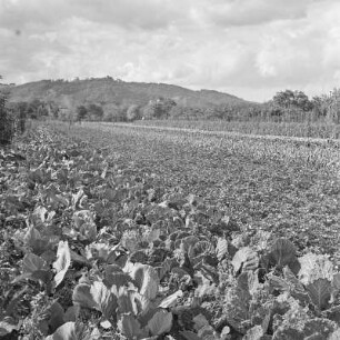 Feld mit Kohl u.a. Gemüsepflanzen