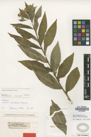 Senecio frondosus Tausch [isotype]