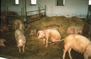 Fotografie: Sauenhaltung, Planbefestigter Boden, Einstreu