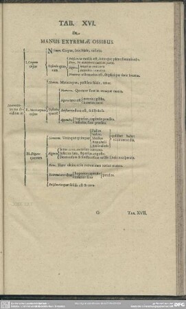 Tab. XVI. De Manus Extremae Ossibus
