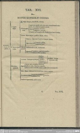 Tab. XVI. De Manus Extremae Ossibus