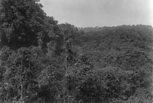 Mountain forest