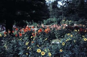 Dresden. Großer Garten. Dahliengarten