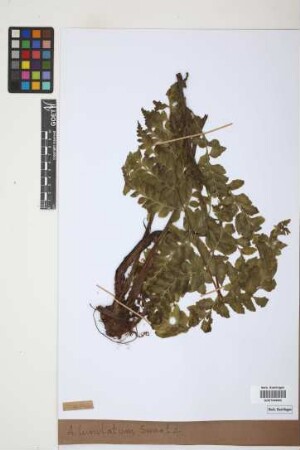 Asplenium lunulatum Sw.