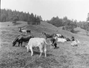 Rinder auf der Weide bei Starnberg