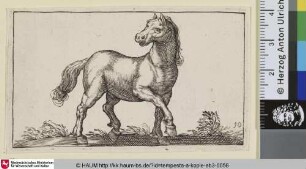 [Trabendes Pferd nach rechts; Horse Walking to the Right]