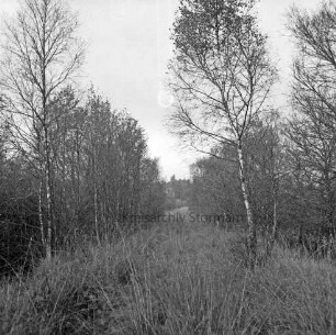 Nienwohlder Moor: Naturschutzgebiet: Dammweg im Moor: rechts und links Sträucher und Birken