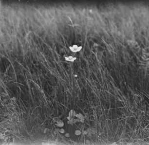 Sumpf-Herzblatt : Sumpf-Herzblatt (Parnassia palustris Linnaeus).
