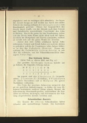 Das bleibende Gebiss.