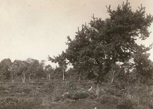 Oberschwaben. Schussenrieder Moor