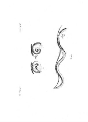 Tab 39